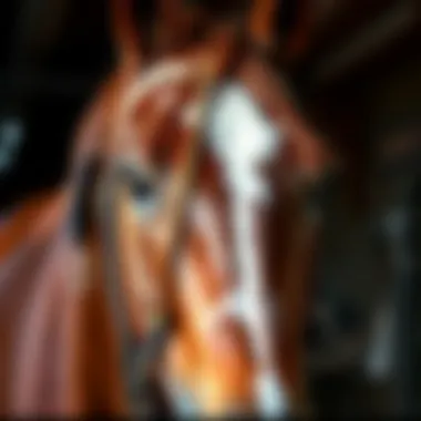 The Art of Horse Breeding A close-up of an intricately bred thoroughbred